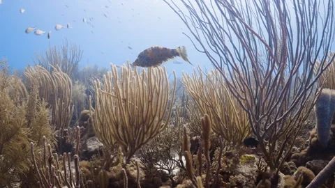 Aluterus scriptus swimming over a stunning coral reef 4K Stock Footage 294391260