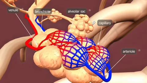 Alveolar sacs Stock Footage 304372871