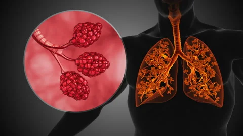 The alveolar structure of the human respiratory system Stock Footage 254312138