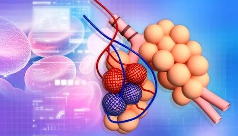 Alveoli in abstract design Stock Illustration