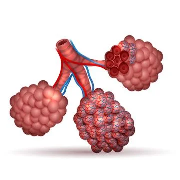 Alveoli anatomy Stock Illustration