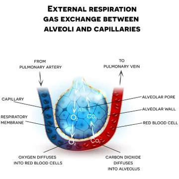 Alveoli anatomy Stock Illustration