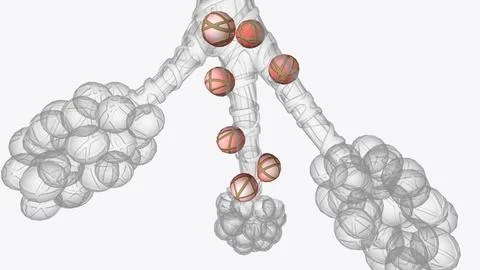 Alveoli are tiny, balloon-shaped air sacs located at the end of the bronchi.. Stock Illustration