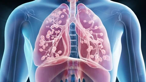 Alveoli enable breathing and oxygenation. 库存影片 344102883