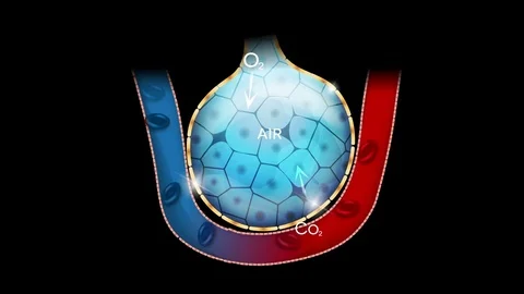 Alveoli Stock Footage 79463606