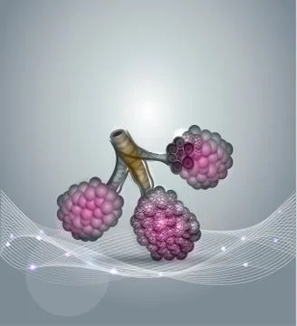 Alveoli Stock Illustration
