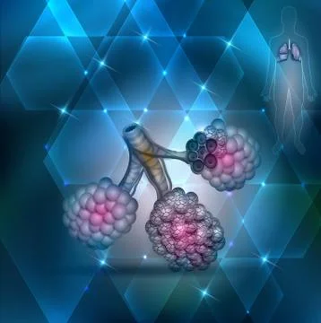 Alveoli Stock Illustration