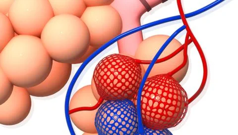 Alveoli Stock Illustration