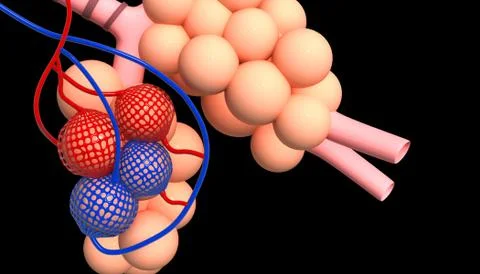 Alveoli Stock Illustration