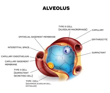 Alveolus closeup anatomy Stock Illustration