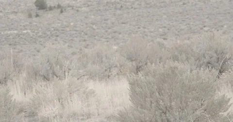 Alvord Desert Shrubs in Wind Video stock 64254553