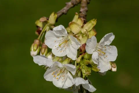 Always beautiful, the cherry blossoms Stock Photos