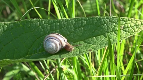 Always at home.Snail on the slope. Stock Footage 83363387