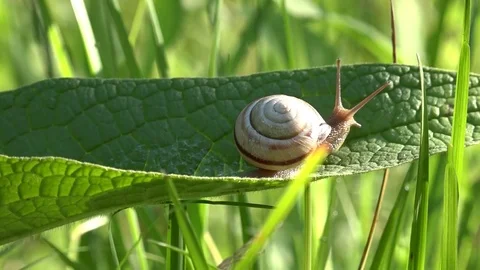 Always at home.Snail on the slope. Stock Footage 83363388