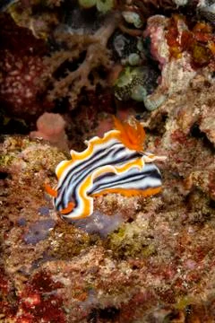 Always on the move in the reef Stock Photos