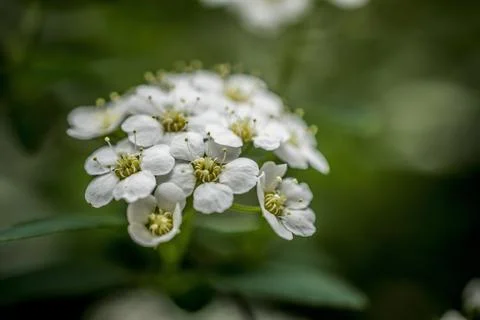Alyssum flower in spring Stock Photos