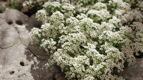 Alyssum flowers Stock Footage 108773591