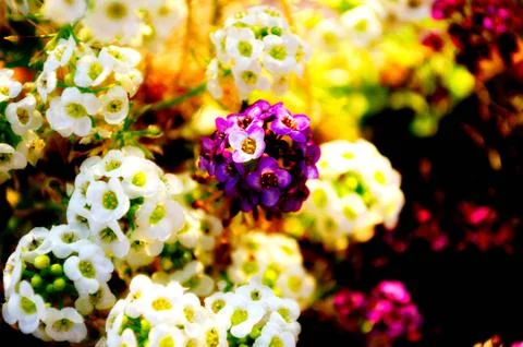 Alyssum Stock Photos