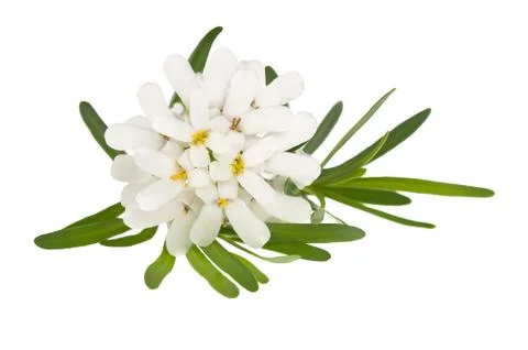 Alyssum Stock Photos