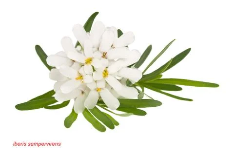 Alyssum Stock Photos