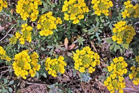 Alyssum Stock Photos