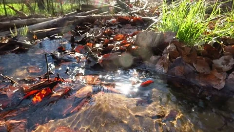 Am Bach Stock Footage 153284270