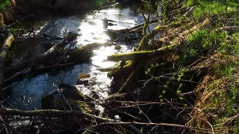 Am Bach Stock Footage 153284289