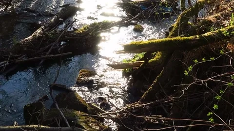 Am Bach Stock Footage 153284290