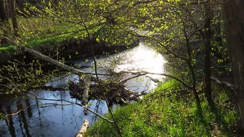 Am Bach Stock Footage 153284343