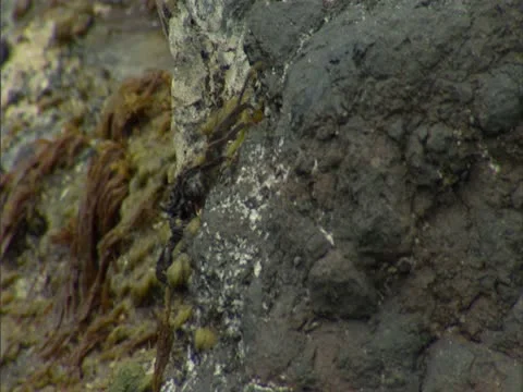 A'ama Crab Stock-Footage 22242993