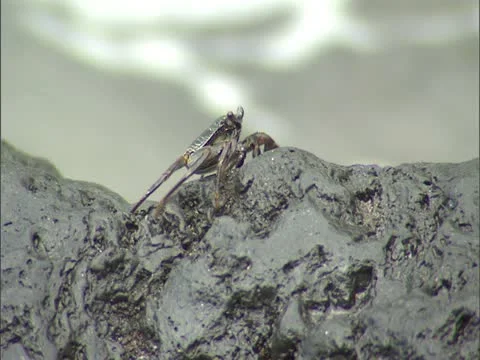 A'ama Crab Video stock 22243738