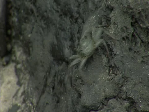 A'ama Crab Stock-Footage 22243740
