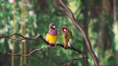 Amadin birds on a branch Stock Footage 76081850