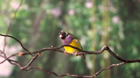 Amadin birds on a branch Stock Footage 76109341