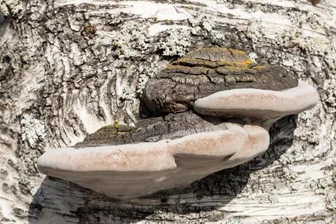 Amadou on Birch Tree Stock Photos