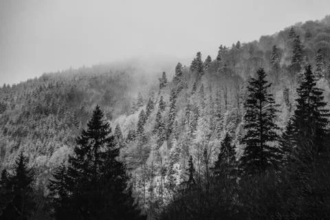 Amaizing winter view of pine tree forest in the fog of the morning Stock Photos