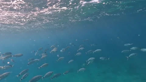 Amalfi Coast - Over-and-Under Water View of Coastal Cliffs and Sea Stock Footage 342131859