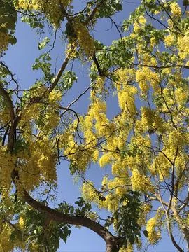 Amaltas tree 写真素材