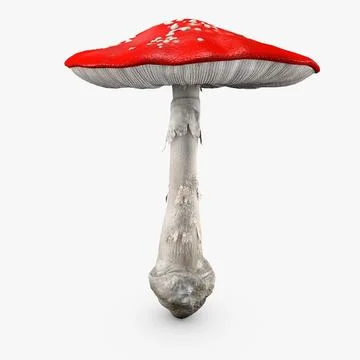 3D Model: Amanita Big Mushroom ~ Buy Now #90658009 | Pond5