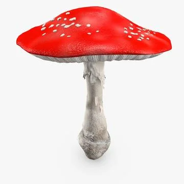 3D Model: Amanita Big Mushroom ~ Buy Now #90658009 | Pond5