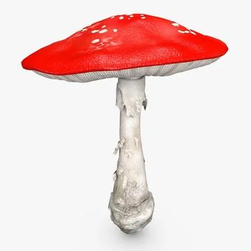 3D Model: Amanita Big Mushroom ~ Buy Now #90658009 | Pond5