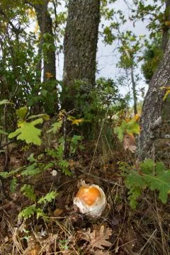 Amanita caesarea mushroom - seta amanita cesarea Stock Photos
