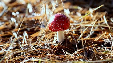Amanita in the forest Stock Photos