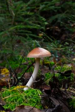 Amanita fulva mushroom, also known as the tawny grisette Stock Photos