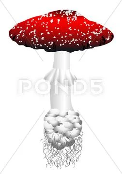 Amanita Stock Illustration