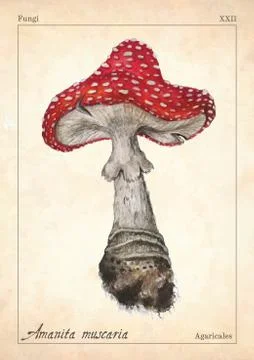 Amanita muscaria mushroom vector. Watercolor amanita muscaria mushroom vector Stock Illustration