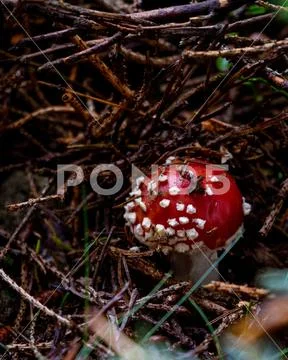Amanita mushroom closeup Stock Photos