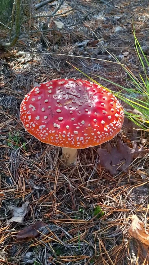 Amanita mushroom Vídeos de archivo 346681548