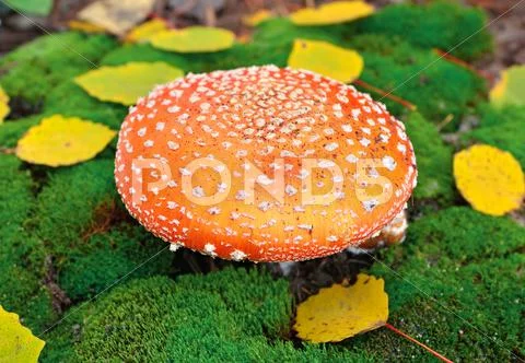 Amanita mushroom Stock Photos