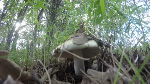 Amanita phalloides, grass 動画素材 136472902